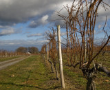 winter vinyard