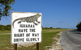 iguanas rule