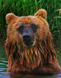 Kodiak Brown Bear