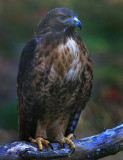 Redtailed Hawk