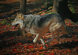 Eastern Timber Wolf