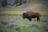 Bison