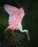 Roseate Spoonbill