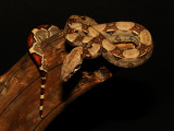 Salmon Colombian Boa