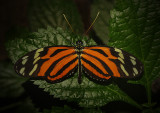 Tiger Longwing Butterfly