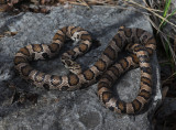 Eastern Milk Snake