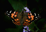 Painted Lady