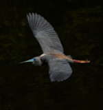 Tri-coloured Heron