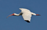 White Ibis in flight