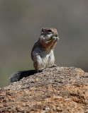 Round-tailed Ground Squirrel