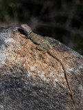 Collared Lizard (Female)