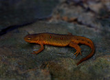 Eastern Newt