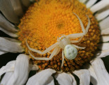 Crab Spider