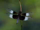 Widow Skimmer Dragonfly