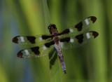 Twelve Spotted Skimmer Dragonfly