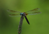 Great Blue Skimmer