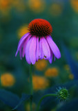 Cone Flower