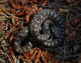 Eastern Masssasauga Rattlesnake (neonate)