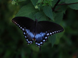 Spicebush Swallowtail