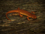 Eastern Newt