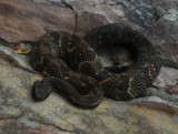 Timber Rattlesnake