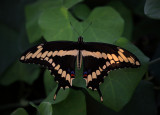 Giant Swallowtail