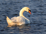 Mute Swan