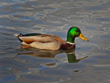 MALLARD.jpg