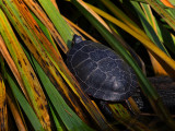 Painted Turtle