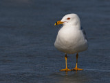 Ring-billed Gull