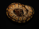 Ball Python (Mojave Spider Morph)