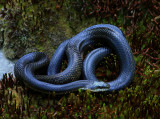 Black Rat Snake