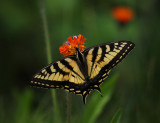 Tiger Swallowtail