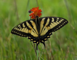 Tiger Swallowtail