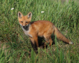 Red Fox kit