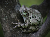 Grey Tree Frog (Hyla Versicolor)