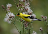 Goldfinch