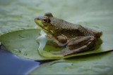 Bullfrog