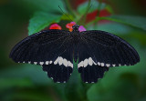 Niagara Butterfly Conservatory