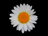 Daisy