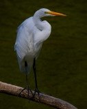 Egret