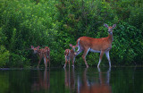 White Tail Doe and fawns