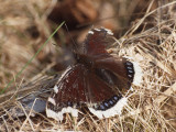 Sorgmantel - Nymphalis antiopa - Camberwell beauty  or Mourning Cloak