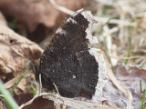 Sorgmantel - Nymphalis antiopa - Camberwell beauty  or Mourning Cloak