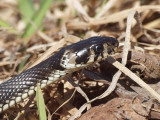 Snok - Natrix natrix - Grass snake