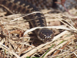 Huggorm - Vipera berus - Adder