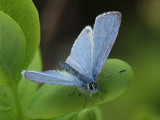 Tosteblvinge (hane) - Celastrina argiolus - Holly Blue (male)