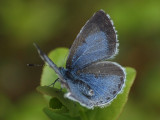 Tosteblvinge (hona) - Celastrina argiolus - Holly Blue (female)