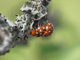 14-flckig nyckelpiga - Calvia quattuordecimpunctata - 14-spot ladybird