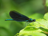 Bl jungfruslnda - Calopteryx virgo - Beautiful Demoiselle